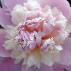 Paeonia Lactiflora 'Whopper', Peony 'Whopper', 'Whopper' Peony, Pink Flowers, Pink Peonies, Fragrant Peonies