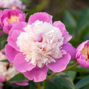 Paeonia Lactiflora 'Bowl of Beauty', Peony 'Bowl of Beauty', 'Bowl of Beauty' Peony, Chinese Peony 'Bowl of Beauty' , Common Garden Peony 'Bowl of Beauty', Pink Flowers, Pink Peonies, Fragrant Peonies