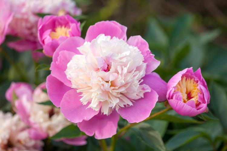 Paeonia Lactiflora 'Bowl of Beauty', Peony 'Bowl of Beauty', 'Bowl of Beauty' Peony, Chinese Peony 'Bowl of Beauty' , Common Garden Peony 'Bowl of Beauty', Pink Flowers, Pink Peonies, Fragrant Peonies