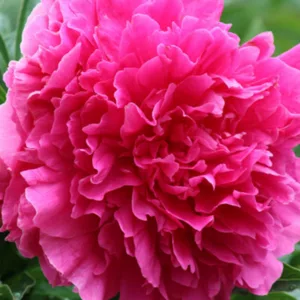 Paeonia Lactiflora 'Felix Crousse', Peony 'Felix Crousse', 'Felix Crousse' Peony, Chinese Peony 'Felix Crousse' , Common Garden Peony 'Felix Crousse', Red Flowers, Red Peonies, Fragrant Peonies