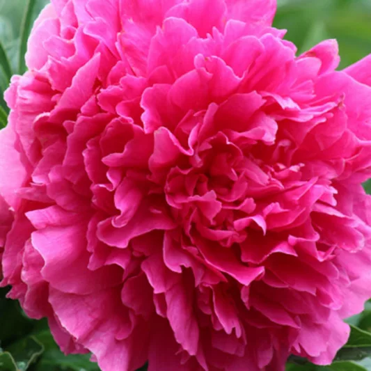 Paeonia Lactiflora 'Felix Crousse', Peony 'Felix Crousse', 'Felix Crousse' Peony, Chinese Peony 'Felix Crousse' , Common Garden Peony 'Felix Crousse', Red Flowers, Red Peonies, Fragrant Peonies
