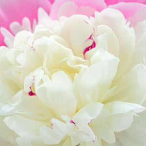 Paeonia 'Festiva Maxima', Peony 'Festiva Maxima', 'Festiva Maxima' Peony, Chinese Peony 'Festiva Maxima', Common Garden Peony 'Festiva Maxima', White Peonies, White flowers, Fragrant Peonies
