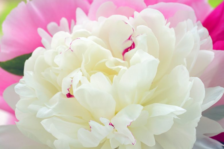 Paeonia 'Festiva Maxima', Peony 'Festiva Maxima', 'Festiva Maxima' Peony, Chinese Peony 'Festiva Maxima', Common Garden Peony 'Festiva Maxima', White Peonies, White flowers, Fragrant Peonies