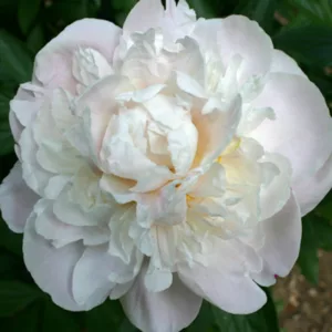 Paeonia Lactiflora 'Gardenia' , Peony 'Gardenia'', 'Gardenia' Peony, Chinese Peony 'Gardenia'', Common Garden Peony 'Gardenia'', White Peonies, White flowers, Fragrant Peonies