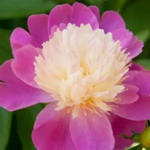 Paeonia Lactiflora 'Gay Paree', Peony 'Gay Paree', 'Gay Paree' Peony, Chinese Peony 'Gay Paree' , Common Garden Peony 'Gay Paree', Pink Peonies, Pink Flowers, Fragrant Peonies