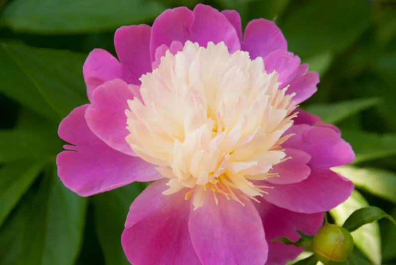 Paeonia Lactiflora 'Gay Paree', Peony 'Gay Paree', 'Gay Paree' Peony, Chinese Peony 'Gay Paree' , Common Garden Peony 'Gay Paree', Pink Peonies, Pink Flowers, Fragrant Peonies