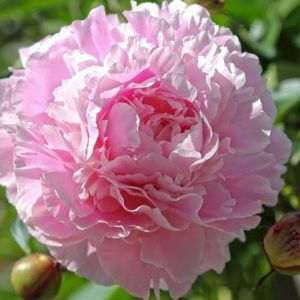 Paeonia Lactiflora 'Hermione', Peony 'Hermione', 'Hermione' Peony, Chinese Peony 'Hermione', Common Garden Peony 'Hermione', Peony 'Hermoine', 'Hermoine' Peony, Chinese Peony 'Hermoine', Common Garden Peony 'Hermoine', Pink Peonies, Fragrant Peonies