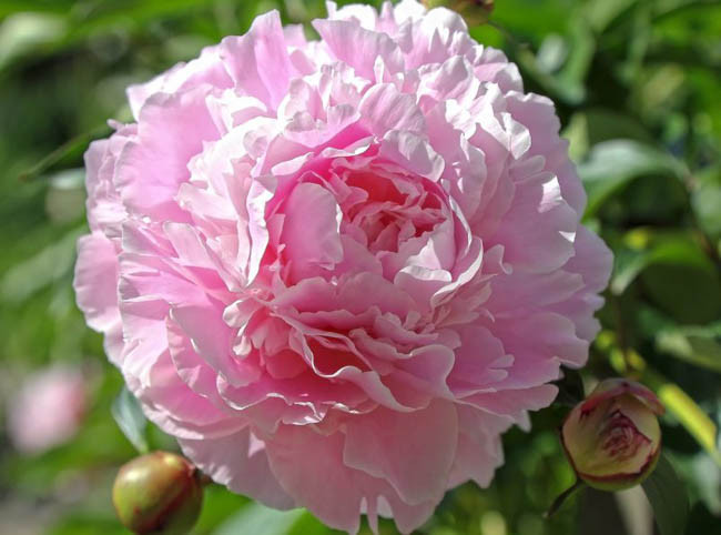 Paeonia Lactiflora 'Hermione', Peony 'Hermione', 'Hermione' Peony, Chinese Peony 'Hermione', Common Garden Peony 'Hermione', Peony 'Hermoine', 'Hermoine' Peony, Chinese Peony 'Hermoine', Common Garden Peony 'Hermoine', Pink Peonies, Fragrant Peonies