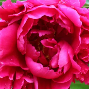 Paeonia Lactiflora 'Karl Rosenfield', Peony 'Karl Rosenfield', 'Karl Rosenfield' Peony, Chinese Peony 'Karl Rosenfield', Common Garden Peony 'Karl Rosenfield', Red Flowers, Red Peonies