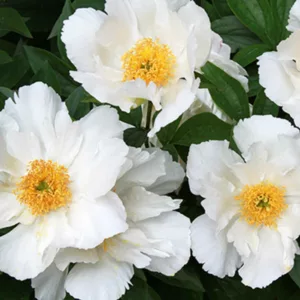 Paeonia 'Krinkled White', Peony 'Krinkled White', 'Krinkled White' Peony, Chinese Peony 'Krinkled White', Common Garden Peony 'Krinkled White', White Peonies, White flowers, Pink Peonies, Pink flowers, Fragrant Peonies