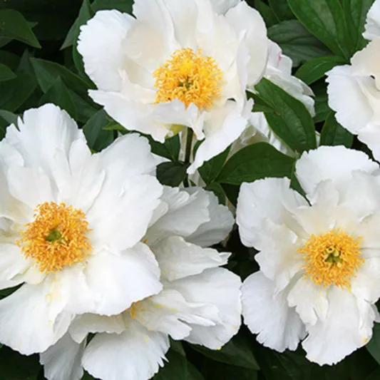 Paeonia 'Krinkled White', Peony 'Krinkled White', 'Krinkled White' Peony, Chinese Peony 'Krinkled White', Common Garden Peony 'Krinkled White', White Peonies, White flowers, Pink Peonies, Pink flowers, Fragrant Peonies
