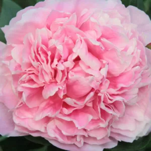 Paeonia Lactiflora 'Lady Alexandra Duff', Peony ''Lady Alexandra Duff', ''Lady Alexandra Duff' Peony, Chinese Peony ''Lady Alexandra Duff', Common Garden Peony ''Lady Alexandra Duff', Pink Peonies, Pink Flowers, Pink Peonies, Fragrant Peonies
