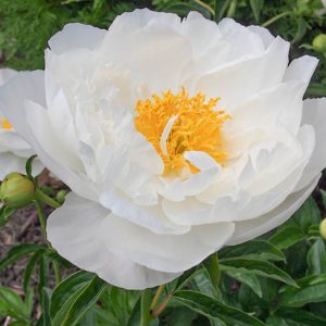 Paeonia Lactiflora 'Miss America', Peony 'Miss America', 'Miss America' Peony, Chinese Peony 'Miss America', Common Garden Peony 'Miss America', White Peonies, White flowers, Fragrant Peonies