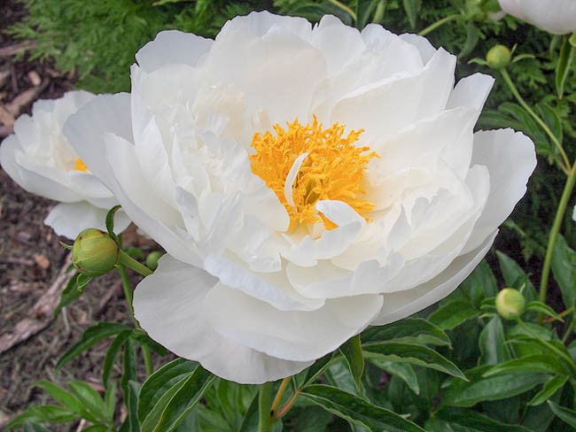 Paeonia Lactiflora 'Miss America', Peony 'Miss America', 'Miss America' Peony, Chinese Peony 'Miss America', Common Garden Peony 'Miss America', White Peonies, White flowers, Fragrant Peonies