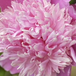 Paeonia Lactiflora 'Monsieur Jules Elie', Peony 'Monsieur Jules Elie', 'Monsieur Jules Elie' Peony, Chinese Peony 'Monsieur Jules Elie' , Common Garden Peony 'Monsieur Jules Elie', Pink Peonies, Pink Flowers, Pink Peonies, Fragrant Peonies