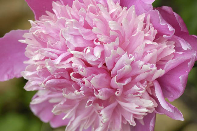 Paeonia Lactiflora 'Monsieur Jules Elie', Peony 'Monsieur Jules Elie', 'Monsieur Jules Elie' Peony, Chinese Peony 'Monsieur Jules Elie' , Common Garden Peony 'Monsieur Jules Elie', Pink Peonies, Pink Flowers, Pink Peonies, Fragrant Peonies