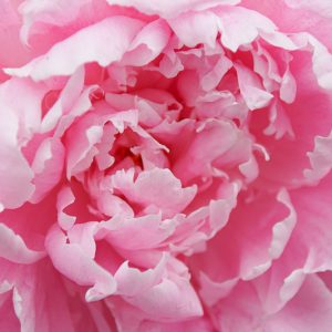 Paeonia Lactiflora 'Sarah Bernhardt', Peony 'Sarah Bernhardt', 'Sarah Bernhardt' Peony, White flowers, White Peonies, Pink Flowers, Pink Peonies, Fragrant Peonies