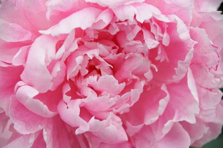 Paeonia Lactiflora 'Sarah Bernhardt', Peony 'Sarah Bernhardt', 'Sarah Bernhardt' Peony, White flowers, White Peonies, Pink Flowers, Pink Peonies, Fragrant Peonies