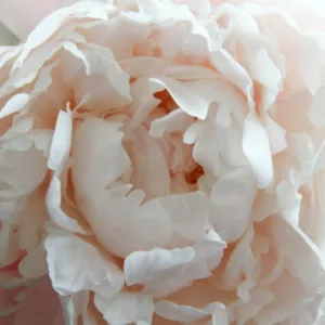 Paeonia Lactiflora 'Shirley Temple', Peony 'Shirley Temple', 'Shirley Temple' Peony, Chinese Peony 'Shirley Temple', Common Garden Peony 'Shirley Temple', White Peonies, White flowers, Pink Peonies, Pink flowers, Fragrant Peonies