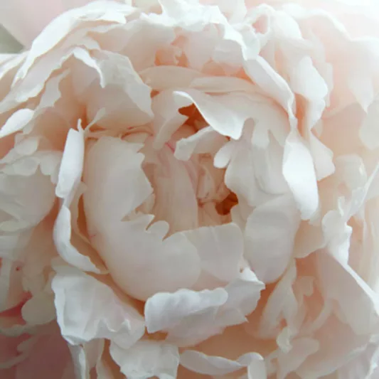 Paeonia Lactiflora 'Shirley Temple', Peony 'Shirley Temple', 'Shirley Temple' Peony, Chinese Peony 'Shirley Temple', Common Garden Peony 'Shirley Temple', White Peonies, White flowers, Pink Peonies, Pink flowers, Fragrant Peonies