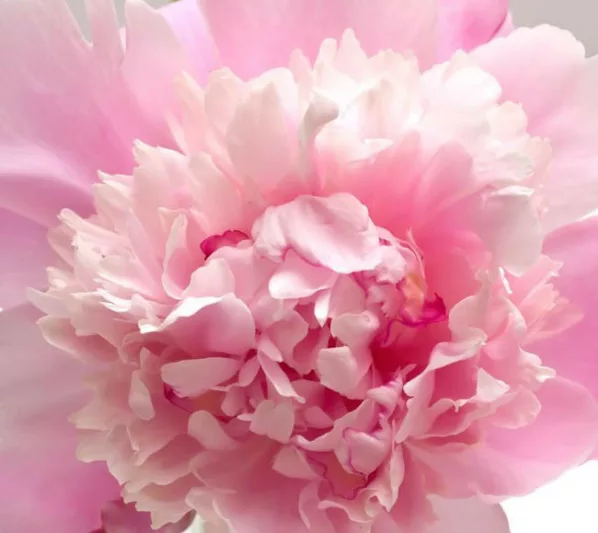 Paeonia Lactiflora 'Sorbet', Peony 'Sorbet', 'Sorbet' Peony, Chinese Peony 'Sorbet', Common Garden Peony 'Sorbet'', Pink Peonies, Pink Flowers, Fragrant Peonies