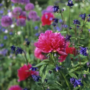 Paeonia Officinalis 'Rosea Plena', Peony 'Rosea Plena', 'Rosea Plena' Peony, Pink Peonies, Pink Flowers, Fragrant Peonies