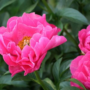 Paeonia 'Paula Fay', Peony 'Paula Fay', 'Paula Fay' Peony, Pink Peonies, Pink Flowers, Fragrant Peonies