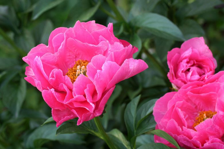 Paeonia 'Paula Fay', Peony 'Paula Fay', 'Paula Fay' Peony, Pink Peonies, Pink Flowers, Fragrant Peonies