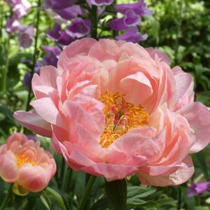 Paeonia 'Pink Hawaiian Coral' , Peony 'Pink Hawaiian Coral', 'Pink Hawaiian Coral' Peony, Coral Peonies, Pink Flowers, Pink Peonies, Coral Flowers, Coral Peonies