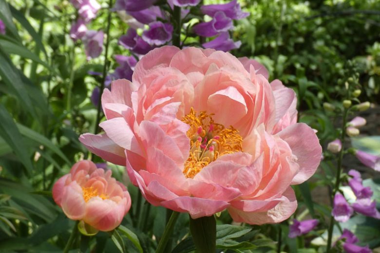 Paeonia 'Pink Hawaiian Coral' , Peony 'Pink Hawaiian Coral', 'Pink Hawaiian Coral' Peony, Coral Peonies, Pink Flowers, Pink Peonies, Coral Flowers, Coral Peonies
