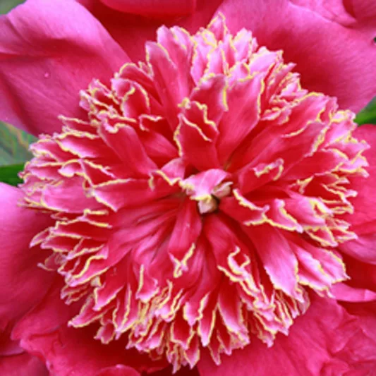 Paeonia 'Red Emperor',Peony 'Red Emperor', ''Red Emperor' Peony, Red Peonies, Red Flowers
