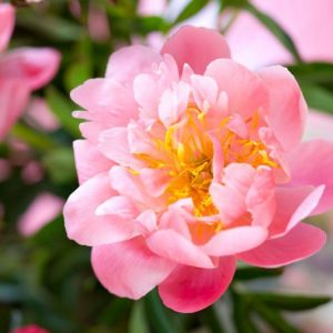 Paeonia 'Show Girl', Peony 'Show Girl', 'Show Girl' Peony, Pink Peonies, Pink Flowers, Fragrant Peonies