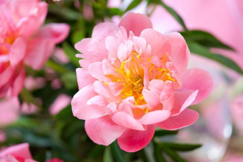 Paeonia 'Show Girl', Peony 'Show Girl', 'Show Girl' Peony, Pink Peonies, Pink Flowers, Fragrant Peonies