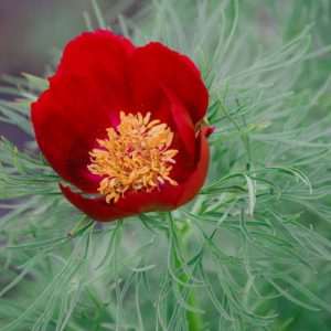 Paeonia tenuifolia,Fernleaf Peony, Fennel-Leaved Peony, Slender-Leaved Peony, Paeonia carthalinica, Paeonia hybrida, Red Peonies, Red flowers, Red Peony