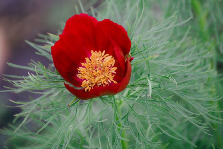 Paeonia tenuifolia,Fernleaf Peony, Fennel-Leaved Peony, Slender-Leaved Peony, Paeonia carthalinica, Paeonia hybrida, Red Peonies, Red flowers, Red Peony