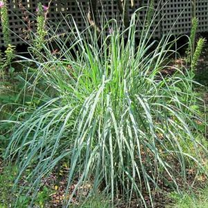 Panicum amarum, Bitter Panicgrass, Beachgrass, Coastal Panic Grass, Bitter Panicum, Bitter Switchgrass, Coastal Switchgrass, Panic Grasses, Seabeach Grass, Switchgrass