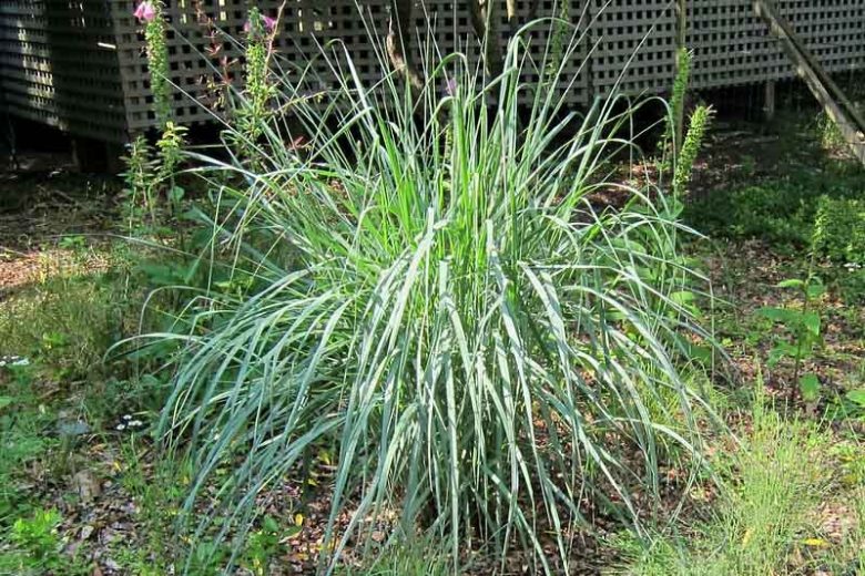 Panicum amarum, Bitter Panicgrass, Beachgrass, Coastal Panic Grass, Bitter Panicum, Bitter Switchgrass, Coastal Switchgrass, Panic Grasses, Seabeach Grass, Switchgrass