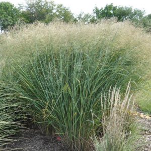 Panicum Virgatum 'Cloud Nine', Panicum 'Cloud Nine', Switch Grass 'Cloud Nine'
