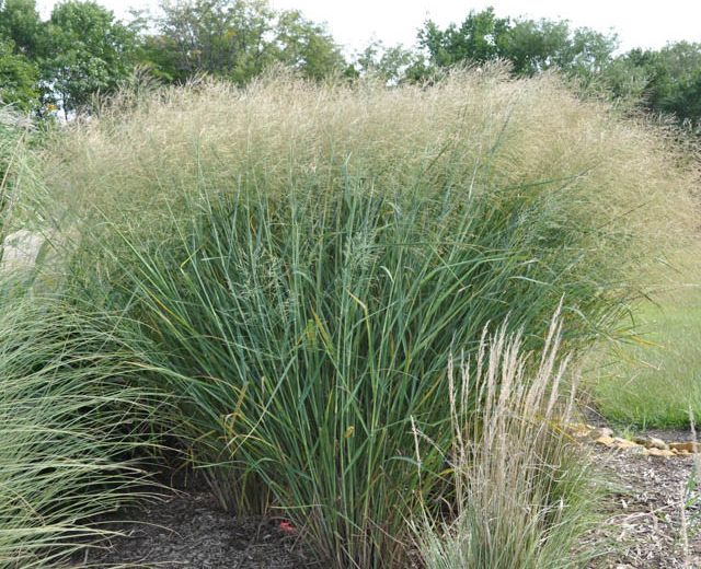 Panicum Virgatum 'Cloud Nine', Panicum 'Cloud Nine', Switch Grass 'Cloud Nine'