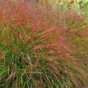 Panicum Virgatum 'Hanse Herms', Panicum 'Hanse Herms', Switch Grass 'Hanse Herms', Red Switch Grass