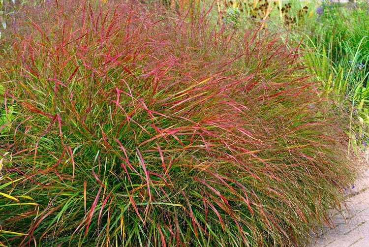 Panicum Virgatum 'Hanse Herms', Panicum 'Hanse Herms', Switch Grass 'Hanse Herms', Red Switch Grass