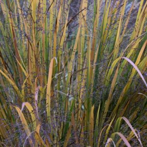 Panicum Virgatum 'Northwind', Panicum 'Northwind', Switch Grass 'Northwind'