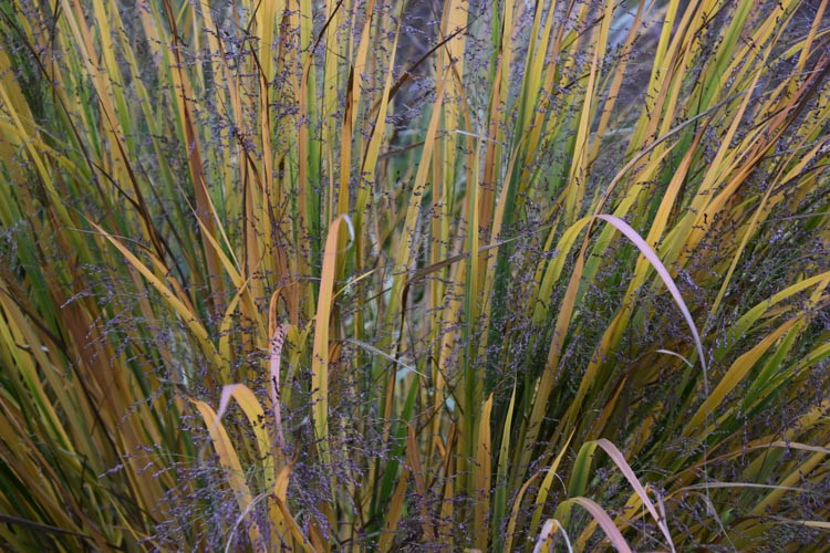 Panicum Virgatum 'Northwind', Panicum 'Northwind', Switch Grass 'Northwind'