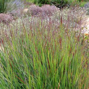 Panicum Virgatum 'Shenandoah', Panicum 'Shenandoah', Switch Grass 'Shenandoah'