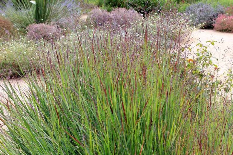 Panicum Virgatum 'Shenandoah', Panicum 'Shenandoah', Switch Grass 'Shenandoah'