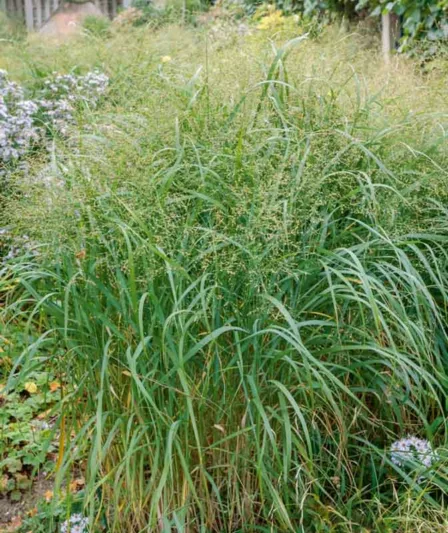 Panicum Virgatum, Switch Grass, Switchgrass, Wand Panic Grass