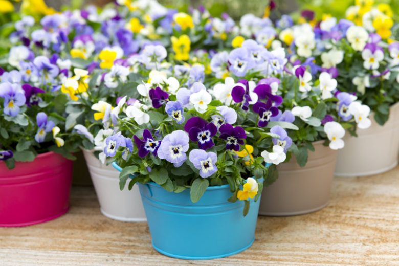 Pansies, Pansy, Violets, Viola, Violet, Annual Flowers, Annual Plants, Annuals