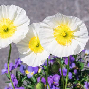 Alpinum Poppy, Alpine Poppy, Alpine Parsley, Dwarf Poppy, Rock Garden Flowers