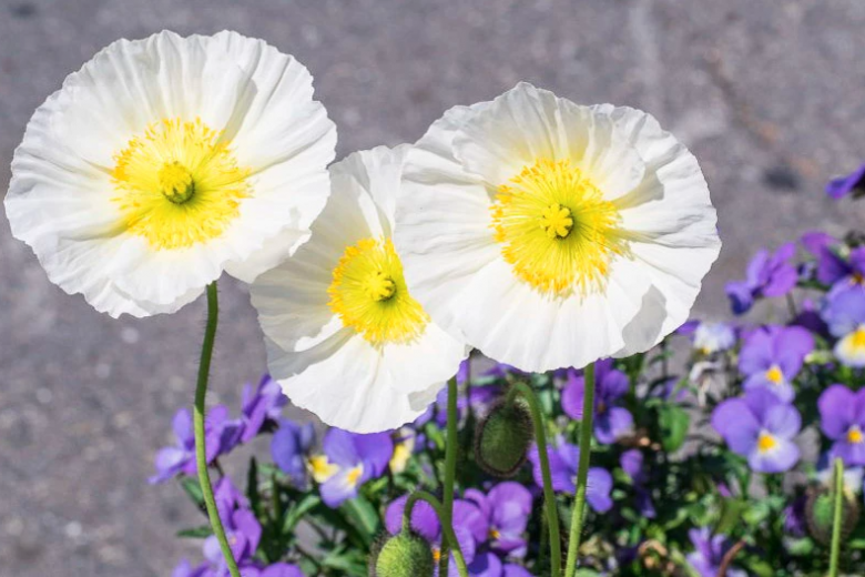 Alpinum Poppy, Alpine Poppy, Alpine Parsley, Dwarf Poppy, Rock Garden Flowers