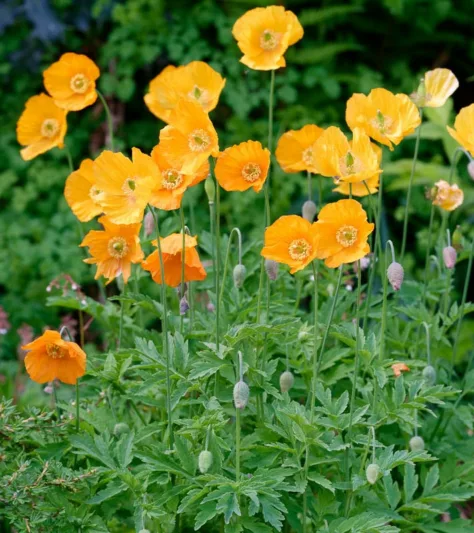 Papaver atlanticum , Atlas Poppy, Moroccan Poppy, Spanish Poppy, Orange flowers, Perennial Poppy